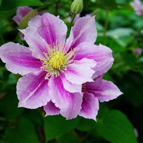 piillu|Piilu Clematis Vine